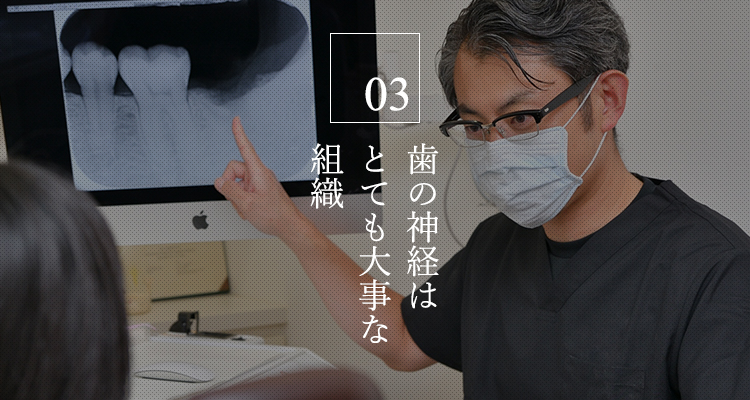 03 歯の神経はとても大事な組織